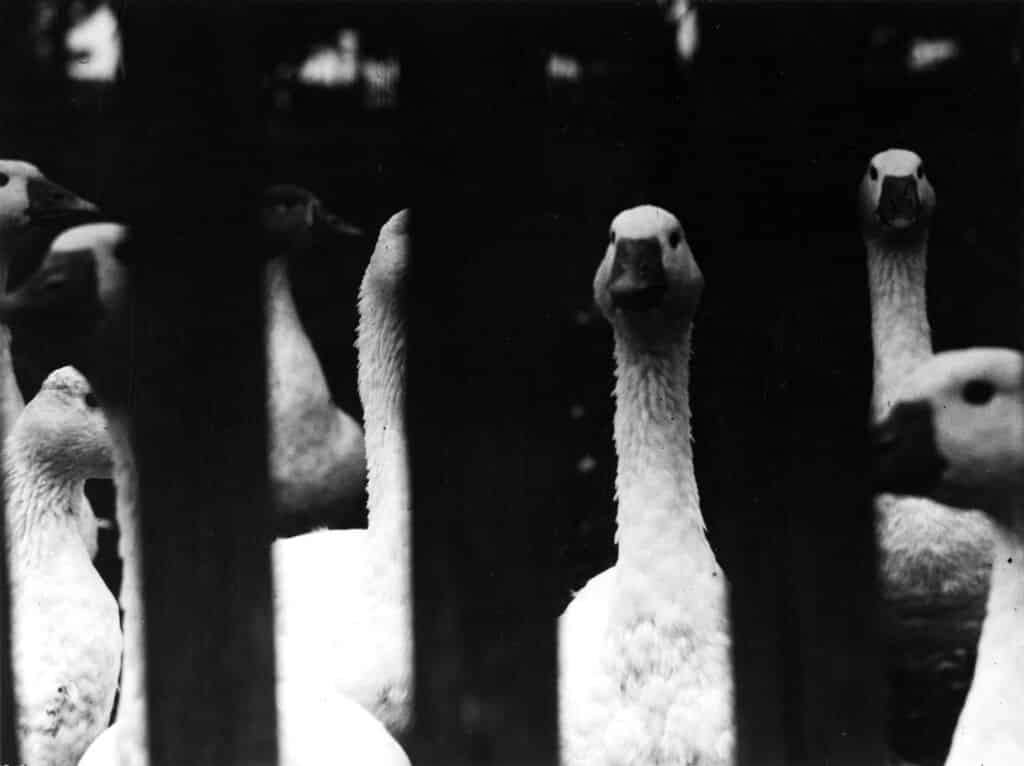 Fotografie von Gänsen / Photography of geese